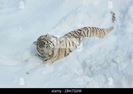 Wilder weißer bengalischer Tiger liegt auf weißem Schnee. Tiere in der Wildnis. Stockfoto