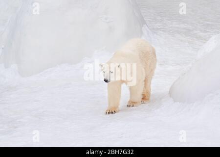 Der große Polarbär geht auf weißem Schnee. Ursus maritimus oder Thalarctos Maritimus. Tiere in der Natur. Stockfoto