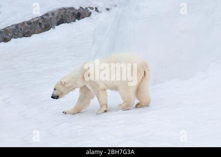 Der große Eisbär läuft auf weißem Schnee. Ursus maritimus oder Thalarctos Maritimus. Tiere in der Natur. Stockfoto