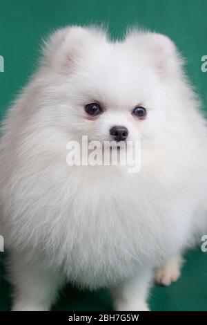 Niedlicher pommerscher Welpe isoliert auf einem grünen Hintergrund. Haustiere. Stockfoto