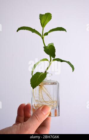 Wachsende Spearminze, auch bekannt als Mentha spicata, aus einem Schnitt Stockfoto