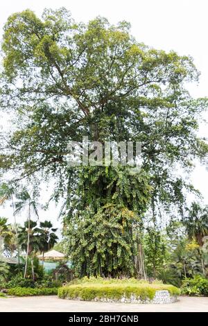 Riesiger tropischer Baum mit mehreren Stimmen im Perdana Botanical Garden, Kuala Lumpur, Malaysia. Stockfoto