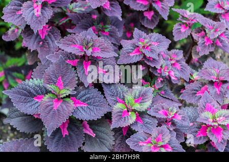 Pink Purple Green Coleus im Perdana Botanical Garden, Kuala Lumpur, Malaysia. Stockfoto