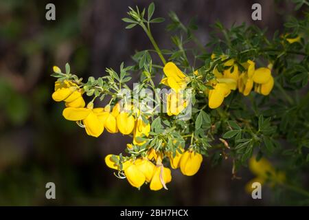 Der gewöhnliche Gorse (Ulex europaeus) platzt im Frühling in die Blüte Stockfoto