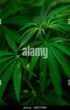 Cannabis Pflanzen wachsen. Reifen Marihuana Pflanze mit Knospen und Blätter. Textur von Marihuana Pflanzen. Auf die Blätter von einem Tropfen Wasser. Hintergrund Natura Stockfoto