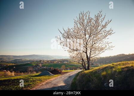 Frühling Kirschbaum, Wiesen und Felder Landschaft in der Slowakei. Blühende Kirschbäume. Frisches Land in Hrinova. Stockfoto