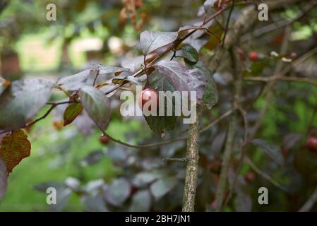Prunus cerasifera nigra Zweig mit roten Pflaumen Stockfoto