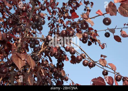 Prunus cerasifera nigra Zweig mit roten Pflaumen Stockfoto