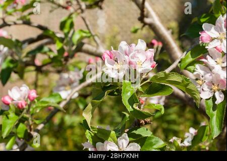 apfelblüte im Frühling Stockfoto