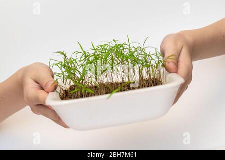 Kind hält junge Sprossen von Tomaten. Kind mit grünem Zweig in beiden Händen. Earth Day Holiday Konzept. Isoliert auf weißem Hintergrund Stockfoto