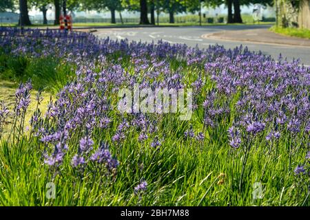 Windsor, Berkshire, Großbritannien. April 2020. Am Kreisverkehr neben dem langen Spaziergang in der frühen Morgensonne blüht ein hübsches lila Blümchen. Kredit: Maureen McLean/Alamy Live News Stockfoto