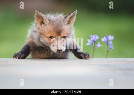 Ein süßes Fuchsjunges steht im Frühling mit Blaubellen über dem Rand einer Terrasse in einem städtischen Garten Stockfoto