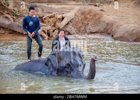 Die Thailänderin reitet auf einem Elefanten, um am Fluss Kwae in Kanchanaburi Elefantenlager mit Elefantenmahout zu baden. Kanchanaburi, Thailand Februar Stockfoto