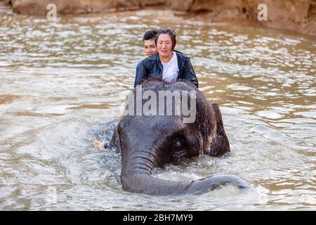 Die Thailänderin reitet auf einem Elefanten, um am Fluss Kwae in Kanchanaburi Elefantenlager mit Elefantenmahout zu baden. Kanchanaburi, Thailand Februar Stockfoto