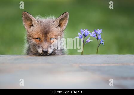 Ein süßes Fuchsjunges steht im Frühling mit Blaubellen über dem Rand einer Terrasse in einem städtischen Garten Stockfoto