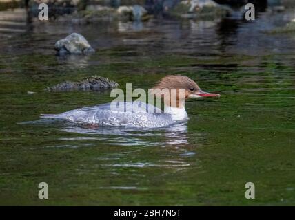 Schwanenhündin ( Mergus Merganser) beim Schwimmen im Fluss Almond, West Lothian, Schottland. Stockfoto