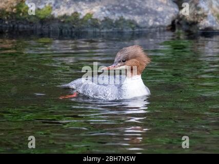 Schwanenhündin ( Mergus Merganser) beim Schwimmen im Fluss Almond, West Lothian, Schottland. Stockfoto
