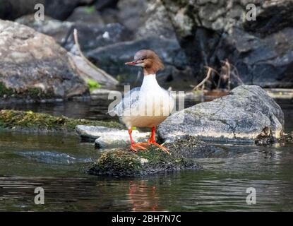 Schwanenhündin ( Mergus Merganser) auf einem Felsen im Fluss Almond, West Lothian, Schottland. Stockfoto