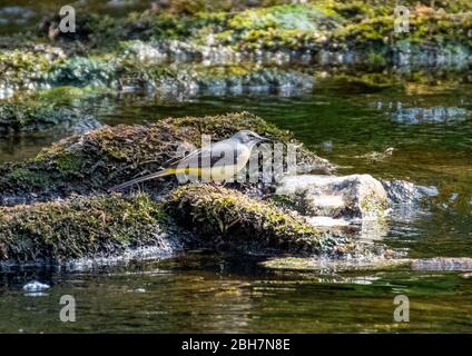 Grauer Wagtail auf Steinen am Fluss Almond, West Lothian, Schottland. Stockfoto