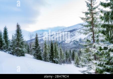 Idyllische Winterlandschaft auf Sommarøy idyllisch verschneite Winterlandschaft im Norden Norwegens, bei Tromsoe Stockfoto
