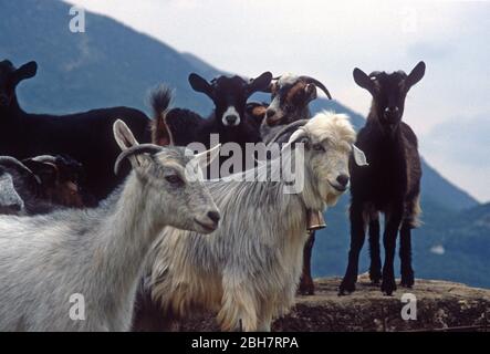 Weiße, graue, braune und schwarze Ziegen in Epirus, Griechenland. Eine hat eine Messingglocke an einem Kragen. Stockfoto