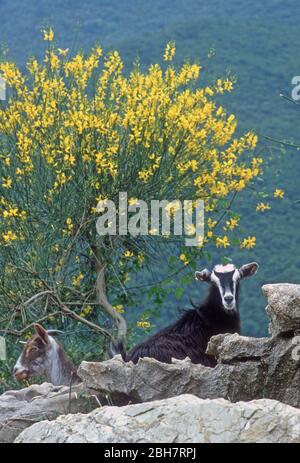 Ziegen, die auf gelben spanischen Ginster (Spartium junceum) in den Bergen von Epirus, Griechenland grasen Stockfoto