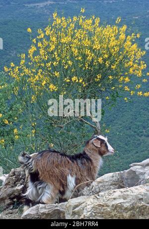 Ziegen, die auf gelben spanischen Ginster (Spartium junceum) in den Bergen von Epirus, Griechenland grasen Stockfoto