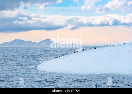 Gentoo-Pinguine (Pygoscelis papua) auf einem schwimmenden Eisberg, Cooper Bay, Südgeorgien, Südgeorgien und die Sandwichinseln, Antarktis Stockfoto