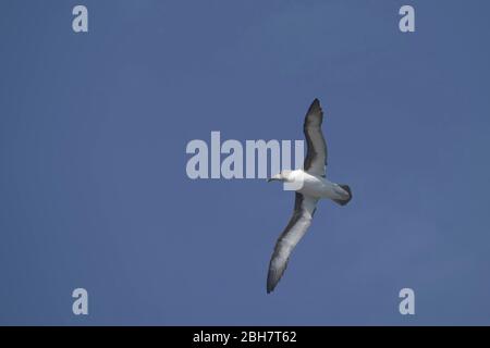 Graukopfalbatross (Thalassarche chrysostoma) im Flug, Elsehul Bay, Südgeorgien Island, Antarktis Stockfoto