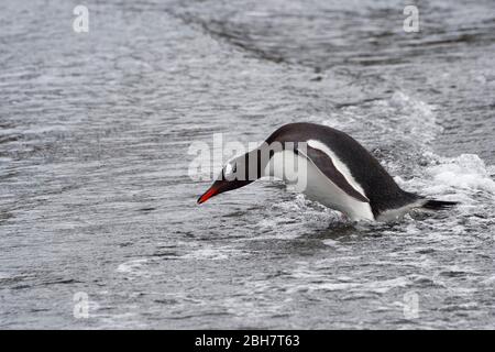 LATINLOC1 (LATIN1) läuft ins Meer, Fortuna Bay, Süd-Georgien, Süd Stockfoto