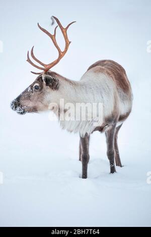 Rendeer auf der Suche nach Nahrung unter der tiefen Schneedecke in den Bergen der Finnmark County in Nordnorwegen Stockfoto