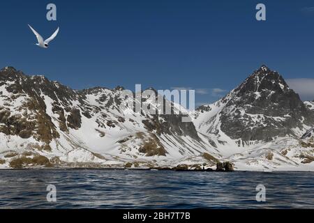 Cooper Bay, Landschaft mit schneebedeckten Bergen, Südgeorgien, Südgeorgien und die Sandwichinseln, Antarktis Stockfoto