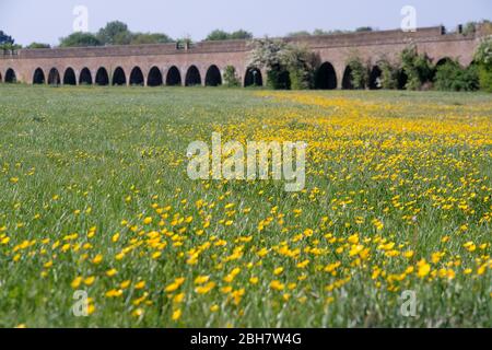 Eton, Windsor, Berkshire, Großbritannien. April 2020. Butterblumen in der warmen Sonne in einem Feld neben den Eisenbahnbögen in Eton. Die prognostizierte Temperatur beträgt heute 22 Grad. Kredit: Maureen McLean/Alamy Live News Stockfoto