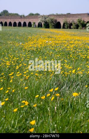 Eton, Windsor, Berkshire, Großbritannien. April 2020. Butterblumen in der warmen Sonne in einem Feld neben den Eisenbahnbögen in Eton. Die prognostizierte Temperatur beträgt heute 22 Grad. Kredit: Maureen McLean/Alamy Live News Stockfoto