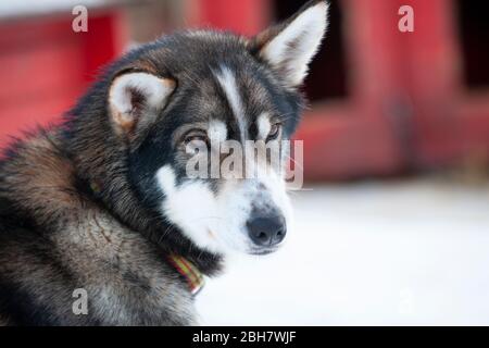 Tierporträt von Husky-Schlittenhunden im Norden Norwegens Stockfoto