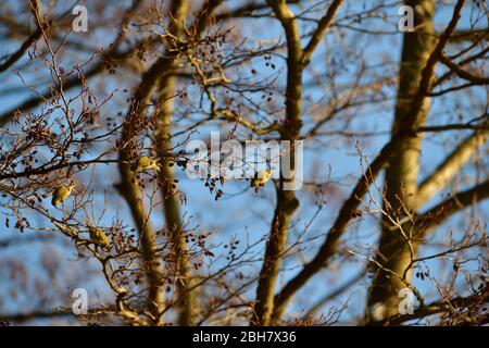 Schwarm von Kiefernsiiskin sitzen und essen Früchte und Samen auf dem Baum Stockfoto