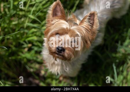 Kleiner yorkshire Terrier Hund schaut Kamera aus dem Gras. Stockfoto