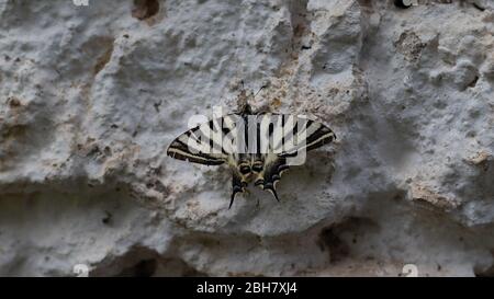 Beeindruckender Schmetterling an der Wand in Profilansicht. Schmetterling mit großen Flügeln von weißer gelb und schwarz Farbe. Stockfoto