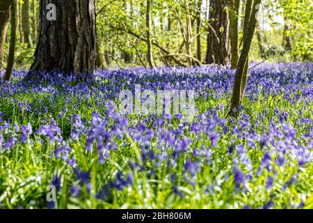 Bluebells, Bluebell Blumen, Bluebell Wälder, Hyacinthoides non-scripta, UK England, Bluebell Holz, Wald, Wald, bluebell, Blumen, Szene, vista, Stockfoto