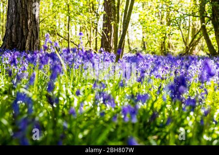Bluebells, Bluebell Blumen, Bluebell Wälder, Hyacinthoides non-scripta, UK England, Bluebell Holz, Wald, Wald, bluebell, Blumen, Szene, vista, Stockfoto