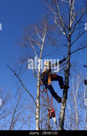 06.04.2020, Berlin, Deutschland - Mitarbeiter des Gartenbauamtes klettert eine Birke hinauf. 00S200406D531CAROEX.JPG [MODELLFREIGABE: JA, EIGENSCHAFT REL Stockfoto