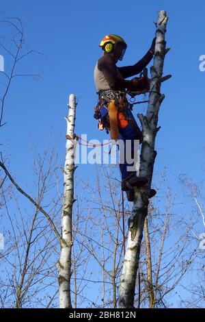 06.04.2020, Berlin, Deutschland - Mitarbeiter des Gartenbauamtes schneidet eine Birke. 00S200406D534CAROEX.JPG [MODELLFREIGABE: JA, EIGENTUMSFREIGABE: Stockfoto