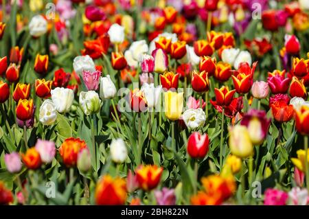 15.04.2020, Grevenbroich, Nordrhein-Westfalen - in einem Tulpenfeld blühen bunte Tulpen. 00X200415D008CAROEX.JPG [MODELLFREIGABE: NEIN Stockfoto