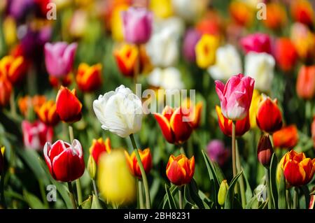 15.04.2020, Grevenbroich, Nordrhein-Westfalen - in einem Tulpenfeld blühen bunte Tulpen. 00X200415D007CAROEX.JPG [MODELLFREIGABE: NEIN Stockfoto