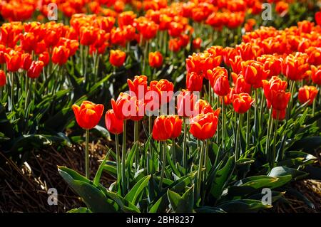 15.04.2020, Grevenbroich, Nordrhein-Westfalen - auf einem Tulpenfeld blühen bunte Tulpen. 00X200415D004CAROEX.JPG [MODELLFREIGABE: NEIN Stockfoto