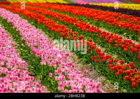 15.04.2020, Grevenbroich, Nordrhein-Westfalen - auf einem Tulpenfeld blühen bunte Tulpen. 00X200415D018CAROEX.JPG [MODELLFREIGABE: NEIN Stockfoto