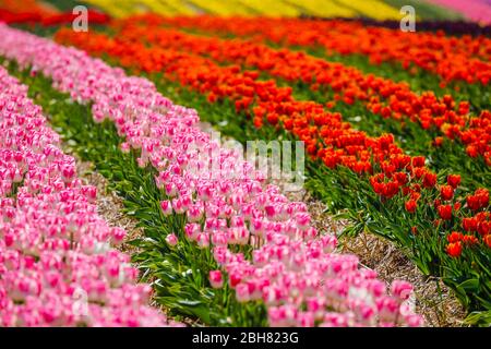 15.04.2020, Grevenbroich, Nordrhein-Westfalen - in einem Tulpenfeld blühen bunte Tulpen. 00X200415D019CAROEX.JPG [MODELLFREIGABE: NEIN Stockfoto