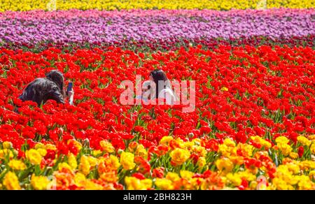 15.04.2020, Grevenbroich, Nordrhein-Westfalen - farbenfrohe Tulpen blühen in einem Tulpenfeld, junge Frauen fotografieren sich in Stockfoto