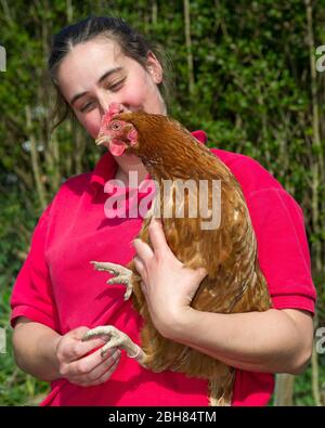 Moodiesburn, Großbritannien. 24 April 2020... Im Bild: Eilidh mit Nando, dem Huhn. Eilidh aus Stoneyetts, Moddiesburn zeigt ihre geretteten Batteriehennen namens Noodle; Nando, Lulu & Chickee, die mit ziemlicher Sicherheit ihren Hersteller getroffen hätten, der auf irgendjemanden serviert wurde, doch Eilidh nahm diese Hühner hinein und nun genießen sie ihr neues Leben als Familienhunde. Quelle: Colin Fisher/Alamy Live News Stockfoto