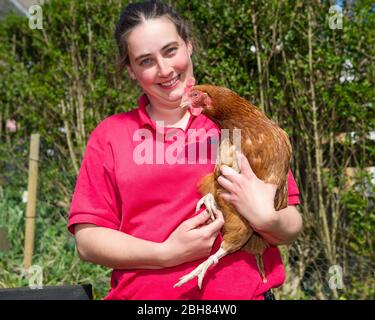 Moodiesburn, Großbritannien. 24 April 2020... Im Bild: Eilidh mit Nando, dem Huhn. Eilidh aus Stoneyetts, Moddiesburn zeigt ihre geretteten Batteriehennen namens Noodle; Nando, Lulu & Chickee, die mit ziemlicher Sicherheit ihren Hersteller getroffen hätten, der auf irgendjemanden serviert wurde, doch Eilidh nahm diese Hühner hinein und nun genießen sie ihr neues Leben als Familienhunde. Quelle: Colin Fisher/Alamy Live News Stockfoto